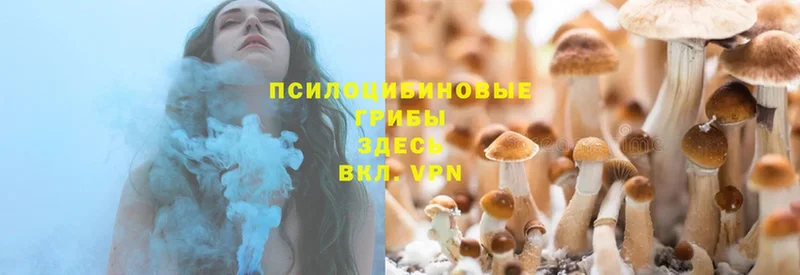 где купить наркотик  Наволоки  Галлюциногенные грибы Magic Shrooms 